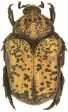 Neocorvicoana reticulata.jpg